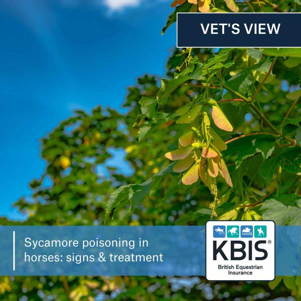 Sycamore poisoning in horses: signs & treatment