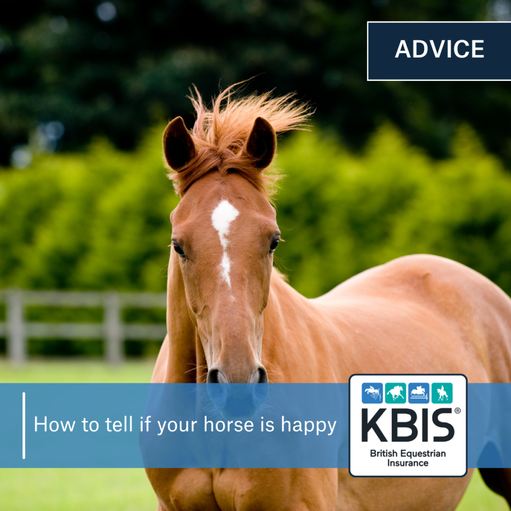 How to tell if a horse is happy