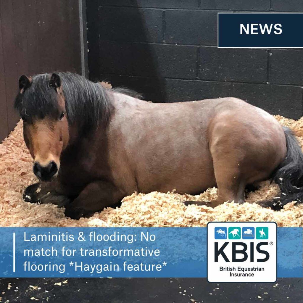 Laminitis & flooding: No match for transformative flooring *Haygain feature*