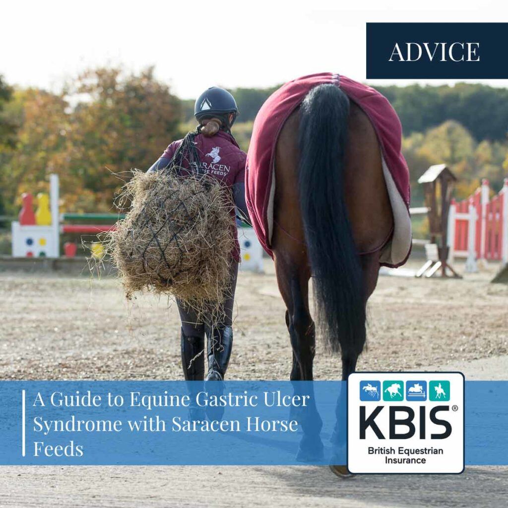 A Guide To Equine Gastric Ulcer Syndrome