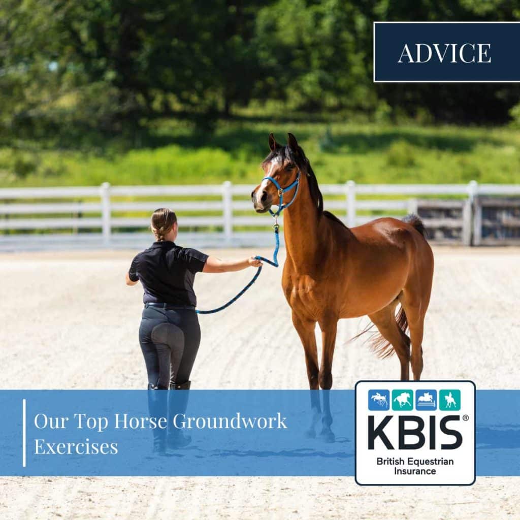 Our Top Horse Groundwork Exercises