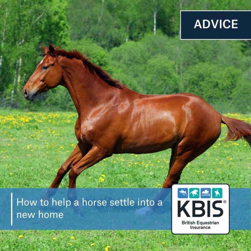 How to help a horse settle into a new home