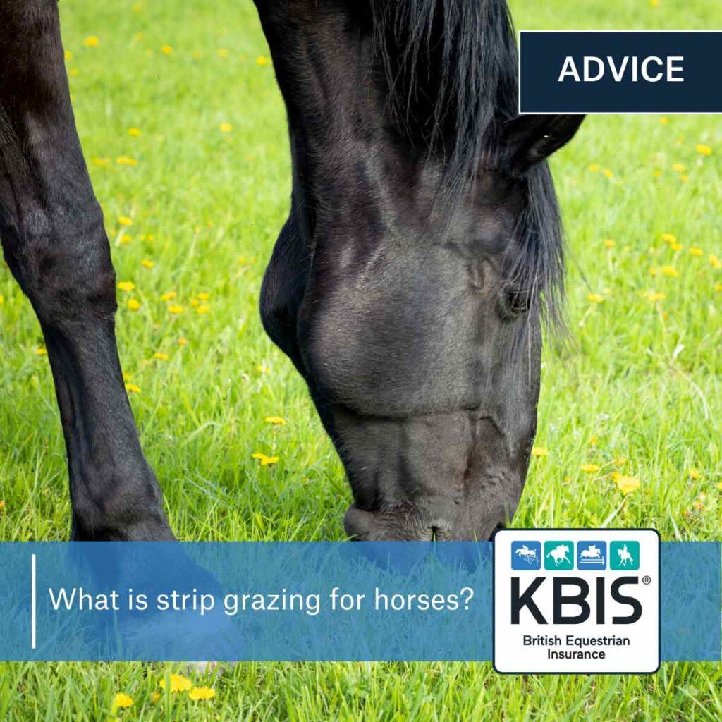 What is strip grazing for horses?