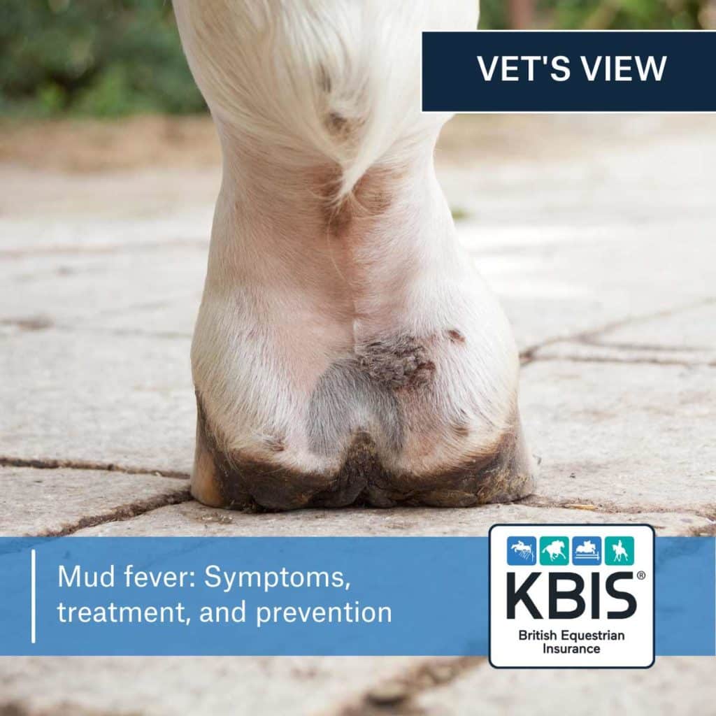 Mud fever: Symptoms, treatment, and prevention