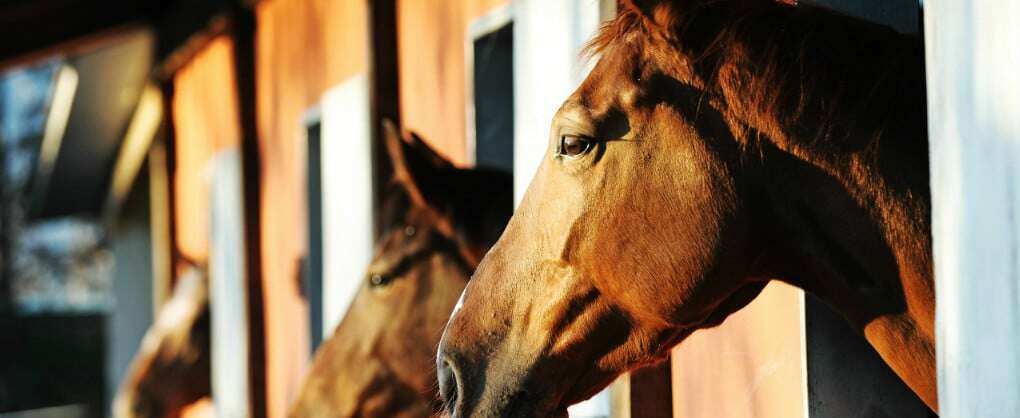 Equine Gastric Ulcer Syndrome