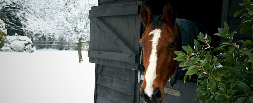 Healthy & Happy In Winter