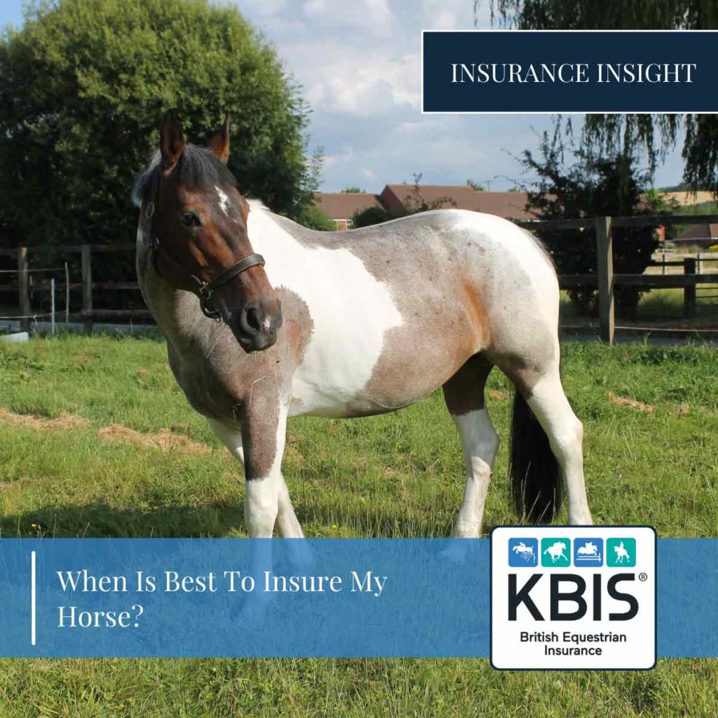 Horse-Insurance-KBIS | KBIS