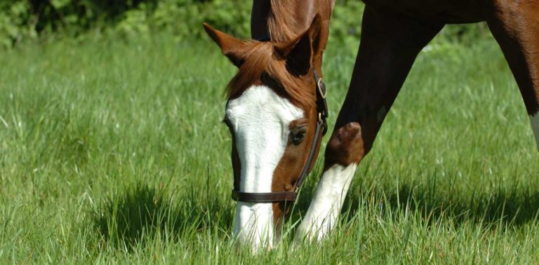 Horse Insurance Quote | KBIS